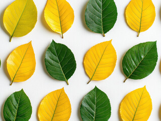 Obraz premium Yellow and green leaves arranged in symmetrical pattern on white background, creating vibrant and natural design