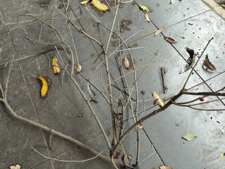 autumn leaves on the ground