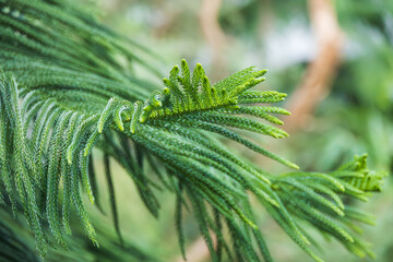 Araucaria leaves with small, pointed leaves.  Araucaria heterophylla, Norfolk Island Pine, Norfolk pine, star pine, Polynesian pine, triangle tree, living Christmas tree
