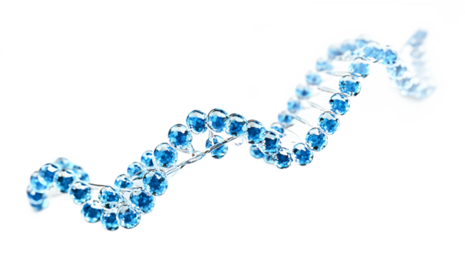 DNA strand on a white background. isolated background.