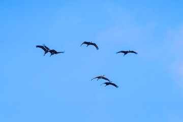 cranes flying in the snowy sky
