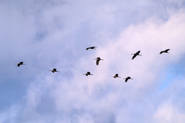 cranes flying in the snowy sky