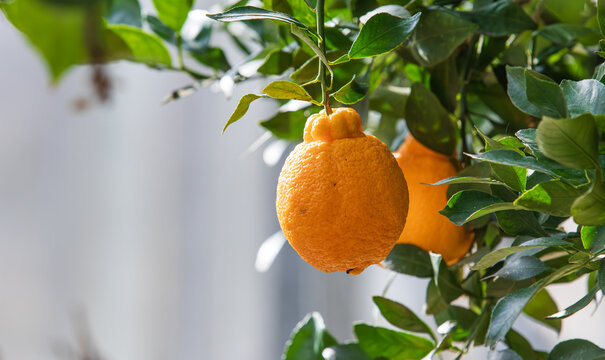 Hallabong fruit with bumpy skin. Citrus reticulata 'Shiranui', Dekopon, Sumo, Sumo citrus, shiranuhi