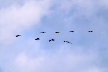 cranes flying in the snowy sky
