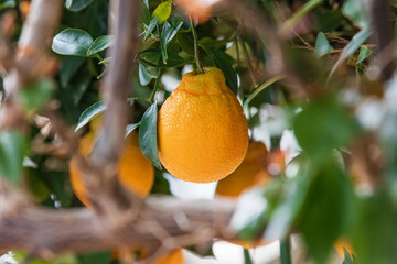 Hallabong fruit with bumpy skin. Citrus reticulata 'Shiranui', Dekopon, Sumo, Sumo citrus, shiranuhi