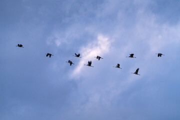 cranes flying in the snowy sky