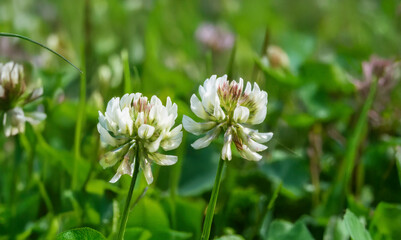 the season when white clover blooms