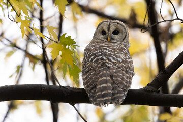 Barred owl Strix varia looking over its shoulder perched high in a tree with golden autumn leaves