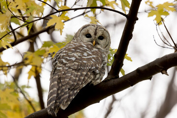 Barred owl Strix varia looking over its shoulder perched high in a tree with golden autumn leaves