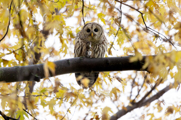 Barred owl Strix varia holding its prey a vole while perched high in a tree filled with golden autumn leaves