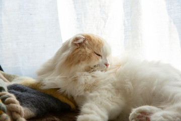 A sleeping adorable fluffy cat 