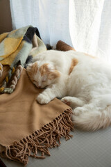 A sleeping adorable fluffy cat 