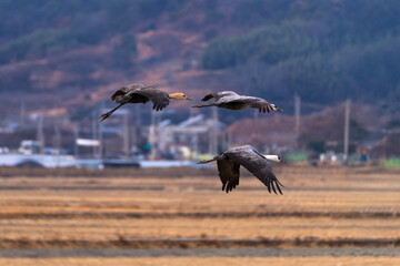 cranes flying in the snowy sky