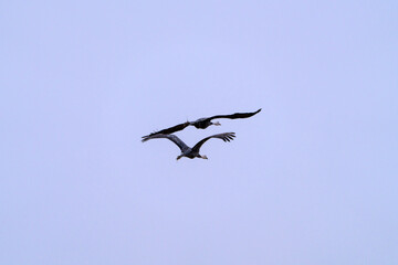 cranes flying in the snowy sky