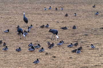 wild geese and cranes on the rice field in winter