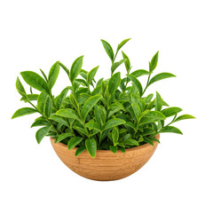 Obraz premium Seedling in pot, transparent background.