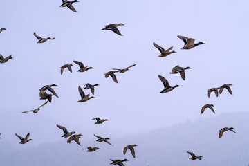 wild geese flying in the snowy sky