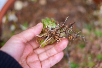 Obraz premium ハオルチアの株分け