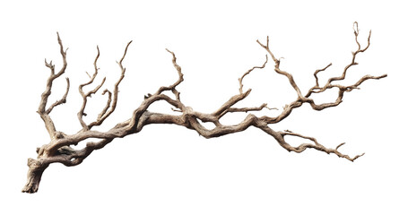 Fototapeta premium Dried twisted jungle branch isolated on a transparent background