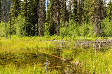 Obraz premium Ecosystem and wetland - creation of a pond surrounded by plants in a natural park