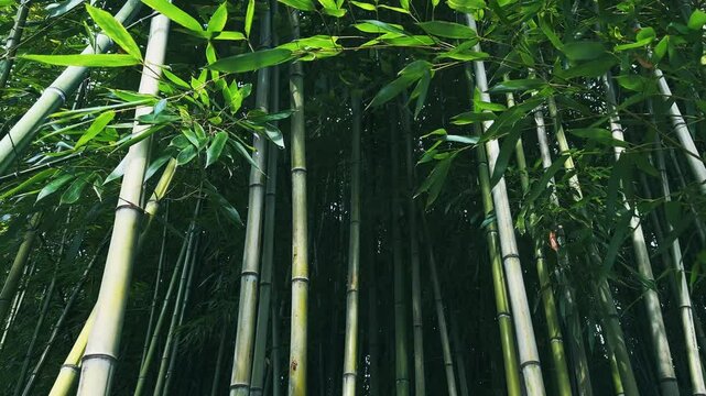 Green bamboo with green leaves nature background. Bamboo stalks swaying in the light wind.
