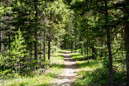 summer forest spruce trees in Canadian park sunny day