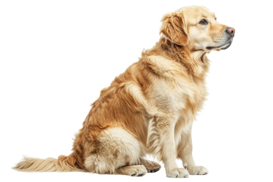 Golden retriever sitting gracefully against a plain background in a studio setting