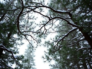 Fototapeta premium Branches of a coniferous tree forming an archway in the forest canopy with snow, tree branch, canopy, archway