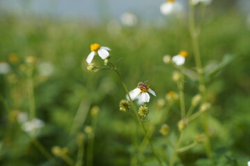 Bee Collecting Nectar