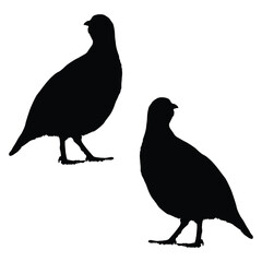 Chukar Silhouette, Chukar Vector Silhouette, Chukar cartoon Silhouette, Chukar illustration, Chukar icon Silhouette, Chukar Silhouette illustration