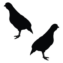 Chukar Silhouette, Chukar Vector Silhouette, Chukar cartoon Silhouette, Chukar illustration, Chukar icon Silhouette, Chukar Silhouette illustration