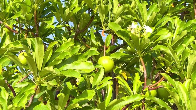 Black Sapote Tree in Pattaya