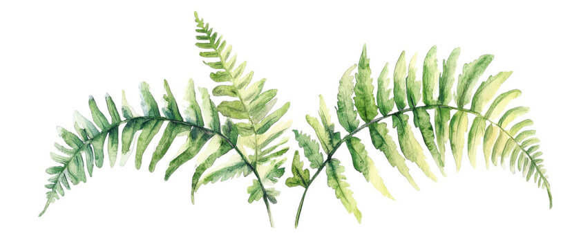 Watercolor fern leaves in soft green hues, delicate and natural, create serene atmosphere. Perfect for botanical themes and nature inspired designs