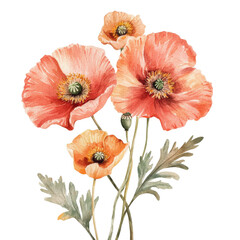 Watercolor poppy flowers in muted red and orange shades, showcasing delicate petals and intricate details. beautiful representation of nature elegance and charm