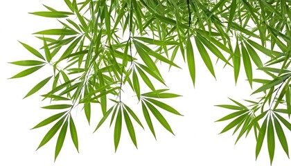 Obraz premium Fresh green bamboo leaves, vibrant foliage, isolated on white background.
