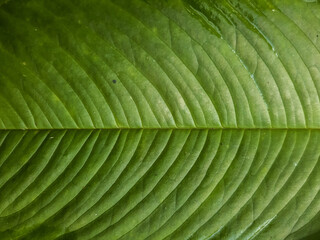 Green leaf with parallel veins forming a natural pattern background