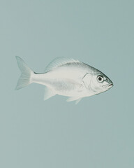 Obraz premium Silver Perch Portrait: A detailed illustration of a silvery perch, with its distinctive fins and scales rendered in precise detail, stands out against a pale blue background.
