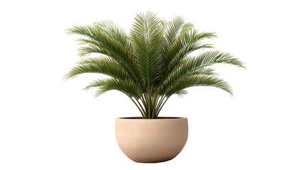 Obraz premium Elegant Cycas revoluta in a pot on a transparent background. isolated background.