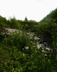 Fototapeta premium mountain river in the forest