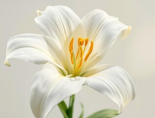 Breathtaking white blossom of madonna lily with yellow stamen, flora, lilium candidum, ornamental