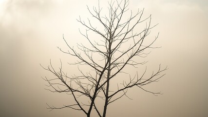 Obraz premium Bare Branches Foggy Shadows Minimalist Nature Photography