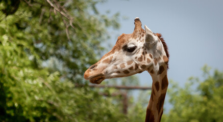 head of young giraffe close up for background