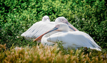 Fototapeta premium white pelicans sit in the bushes near the lake