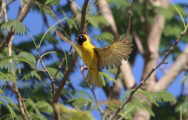Vogel Namibia Südlicher Maskenweber