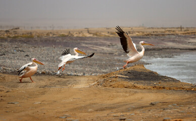 Pelikane in Namibia am Atlantik