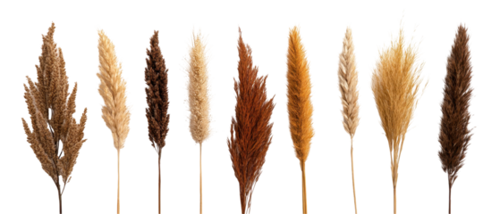 A collection of elegant dried pampas grass in various earthy tones arranged beautifully. transparent background