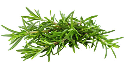 Fresh rosemary twig, isolated on white background