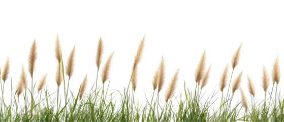 A serene field of soft beige pampas grass standing gracefully in the wind. transparent background