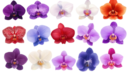 A vibrant collection of colorful orchids showcasing diverse shapes and hues. transparent background