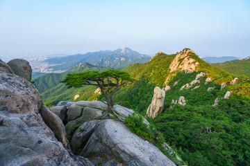 High angle and summer view of a pine tree on rock cliff over Uiam Rock at Dobongsan Mountain near Dobong-gu, Seoul, South Korea